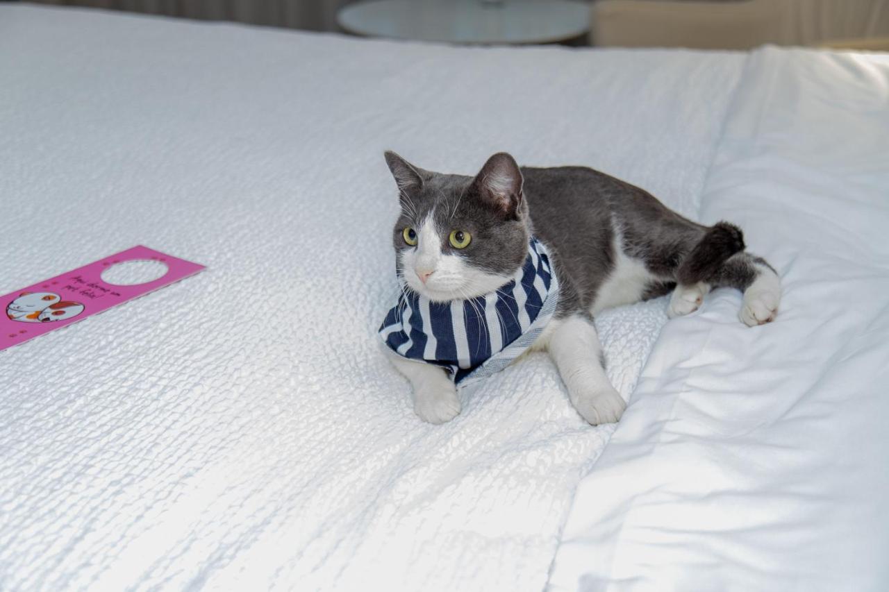 ホテル Radisson Rio De Janeiro Barra エクステリア 写真 A cat wearing a buster collar